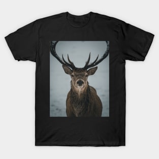 'Winter Stag', Blair Atholl, near Pitlochry. T-Shirt